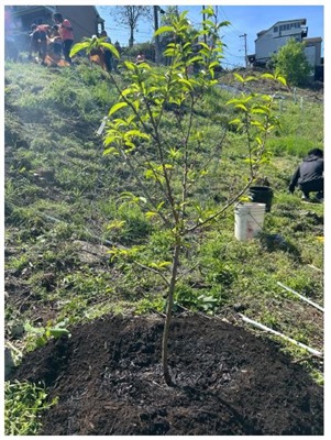 Tree Rquity - Photo of newly planted tree