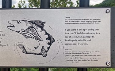 Photo of a Petalodus fish from the late Paleozoic seas